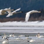 Yukon Welcomes Spring: Thousand Swans Take Flight!