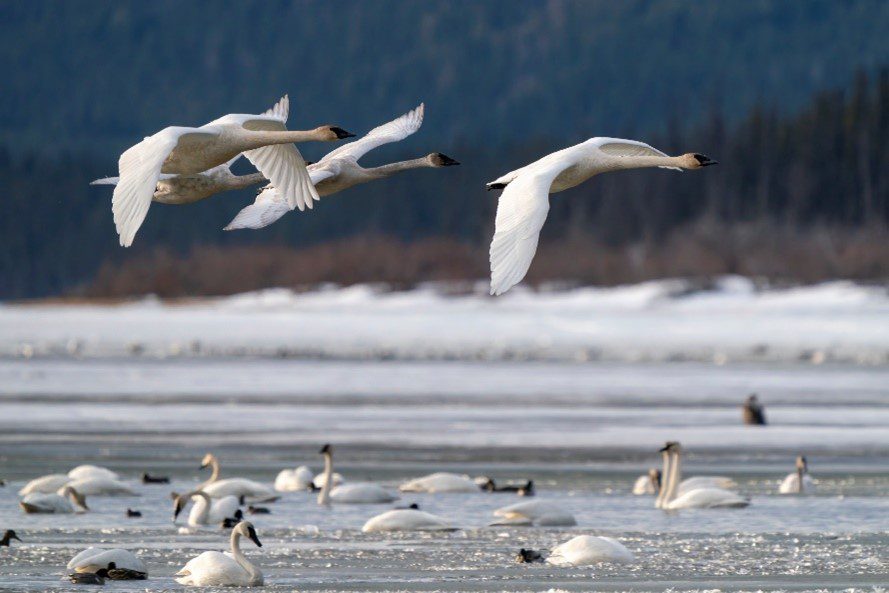 Yukon Welcomes Spring: Thousand Swans Take Flight!