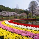 Cherry Blossoms & Tulips -Hamamatsu Flower Park