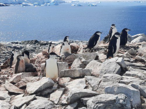 Viking Finds Penguins: Antarctic Discovery!