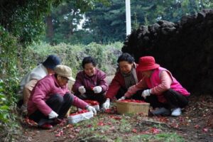 Dongbaek, renowned for its camellia flower cultivation utilised in cooking and beauty products, is a shining example of resident-led tourism.