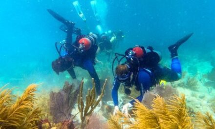 Kimpton Angler’s ‘Reef Rescue’: Guests Join Ocean Restoration!