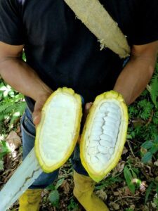Inside the cacao fruit