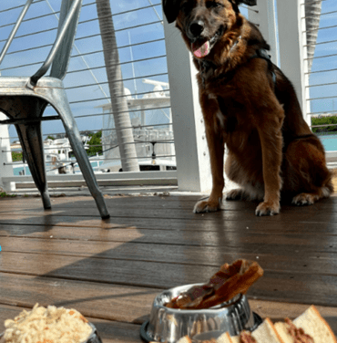 Celebrate National Pet Day: Best Pet-Friendly Hotels!