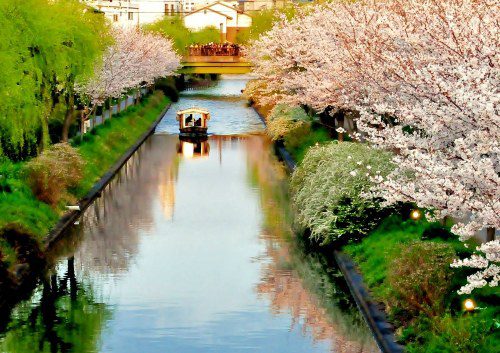 Kyoto’s Cherry Blossoms: Your Official Guide!