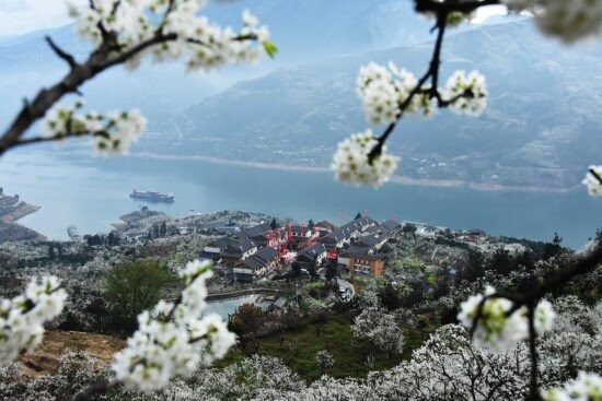 Wushan County’s Tourism Charm Blooms with Plum Blossoms