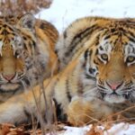 $1B Global Fund Launched to Empower Tiger Conservation