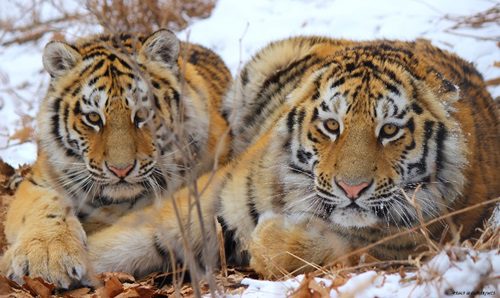 $1B Global Fund Launched to Empower Tiger Conservation