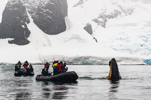 2025 Antarctic Expedition: Majestic Whales Await!