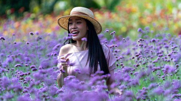 Explore Thailand’s Blooms: A Journey Unveiled!