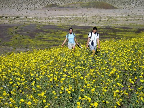 Death Valley Bloom: A Desert Wonderland Unfolds!
