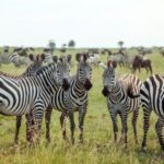 Tanzania Serengeti Zebras