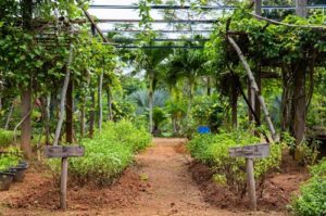 To Plant, to Raise and to Understand on Phuket.