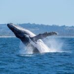 Discover Whale Watching Hotspots along NSW Coast!