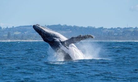 Discover Whale Watching Hotspots along NSW Coast!