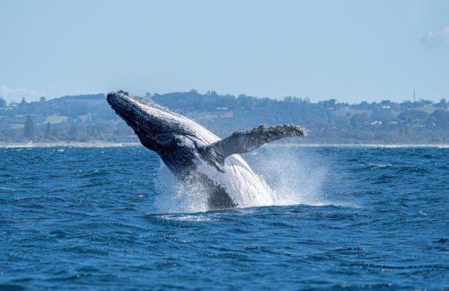 Discover Whale Watching Hotspots along NSW Coast!