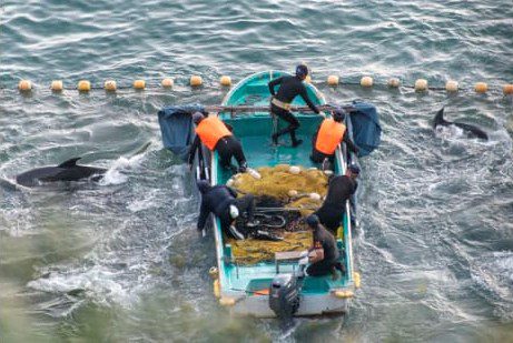 New Report Exposes Travel Firms in Taiji Dolphin Hunts
