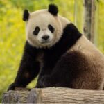 New Giant Pandas Arriving at Smithsonian Zoo!