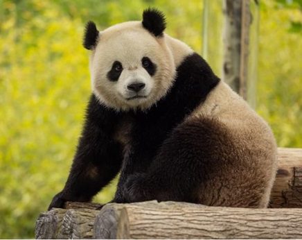 New Giant Pandas Arriving at Smithsonian Zoo!