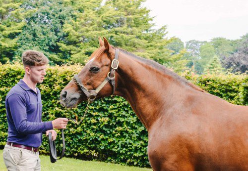 Cashel Palace’s Equine Concierge Reveals Tipperary Summer!