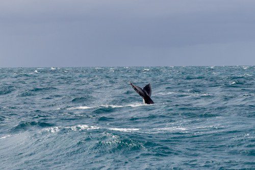 Osprey’s Debut Marked by Whale Sighting!