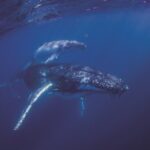 Swimming with Whales - Mum & calf up close Credit Migration Media - Underwater Imaging