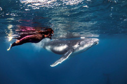 Save $1,000 on Whale Swimming Tours with Majestic Whale!