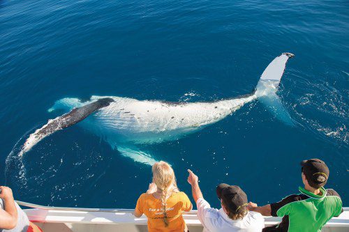 Whale Watching on K'gari 4