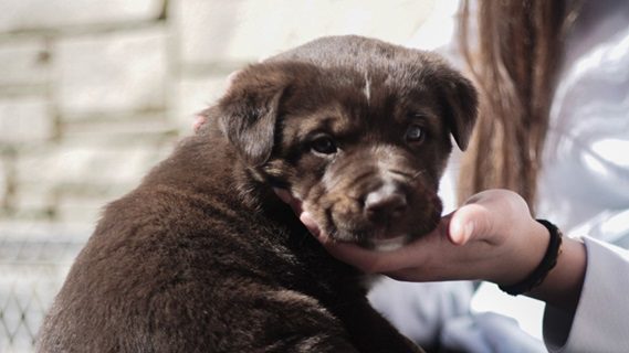 Pan Pacific Whistler Supports Animals Galore Society