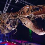 See the Finest Real T. Rex Ever in Australia!