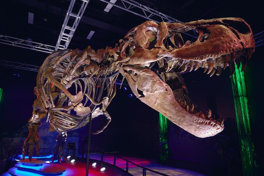 See the Finest Real T. Rex Ever in Australia!
