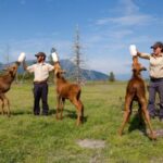Holland America Line Invites Fans to Name an Orphan Rescue Moose in Partnership with Alaska Wildlife Conservation Center