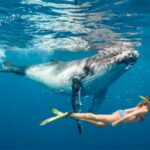 Captain Cook Cruises Fiji: Super Savings on Inaugural Tonga Whale Migration Expedition