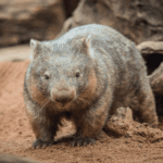 WILDLIFESydneyZoo-Wombat