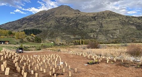 Queenstown Airport Wins Global Award for Biodiversity!