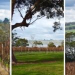 Bird in Hand Expands to West Tamar Vineyard!