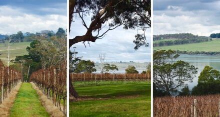 Bird in Hand Expands to West Tamar Vineyard!