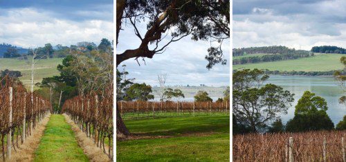 Bird in Hand Expands to West Tamar Vineyard!