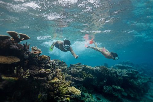 Discover Fiji’s Pristine Snorkeling at Naidiri Marine Park