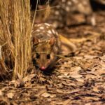 Eastern Quoll - WILD LIFE Sydney Zoo