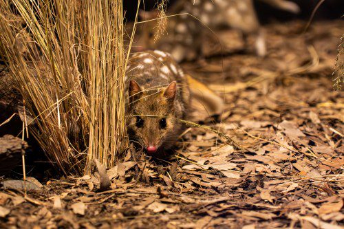 Quoll-ity Residents Arrive at Darling Harbour!