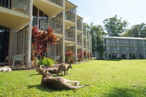 Kangaroos lounging in the grounds.