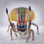 MCA Australia Tours “Spiders of Paradise” Nationwide