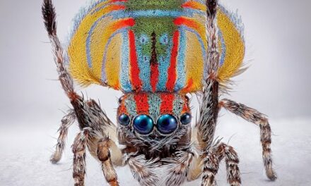 MCA Australia Tours “Spiders of Paradise” Nationwide