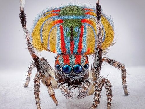 MCA Australia Tours “Spiders of Paradise” Nationwide