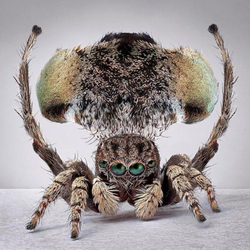 MCA Australia presents a national tour of Spiders of Paradise by Maria Fernanda Cardoso2