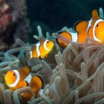 Discover Phuket’s Stunning Merlin House Reef Sanctuary