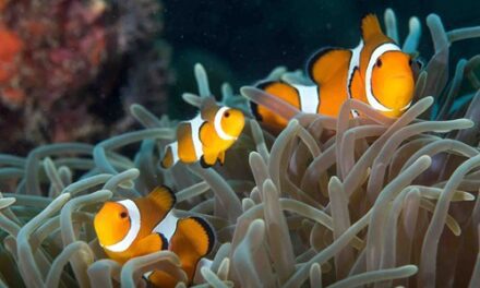 Discover Phuket’s Stunning Merlin House Reef Sanctuary