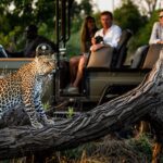 Plan Your Ultimate African Safari with Expert Guidance