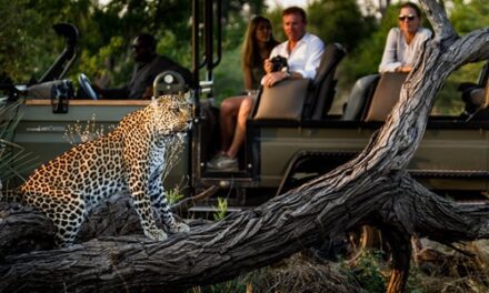 Plan Your Ultimate African Safari with Expert Guidance